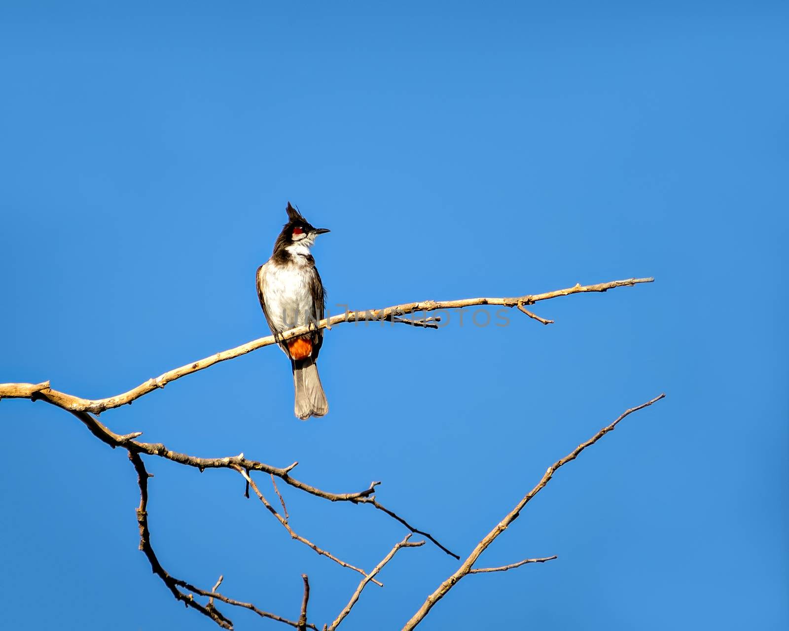 Red vented bulbul sitting on dry tree branch with clear blue sky background.