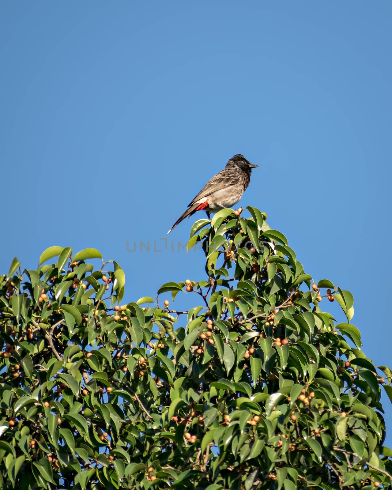 Red vented bulbul sitting on green tree leaves with clear blue sky background.