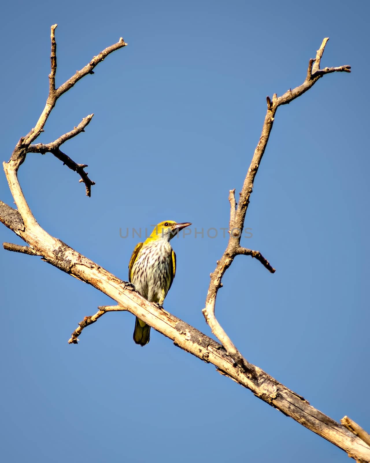 Female Indian Golden Oriole (Oriolus kundoo) bird sitting on a dry tree branch with clear blue sky background.