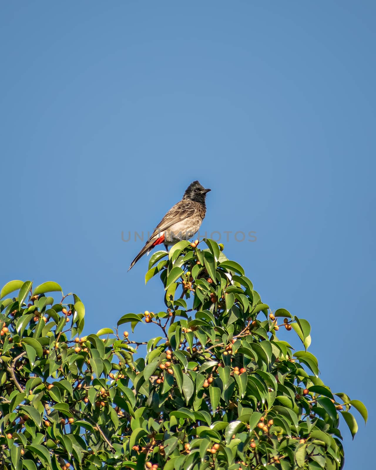 Red vented bulbul sitting on green tree leaves with clear blue sky background.