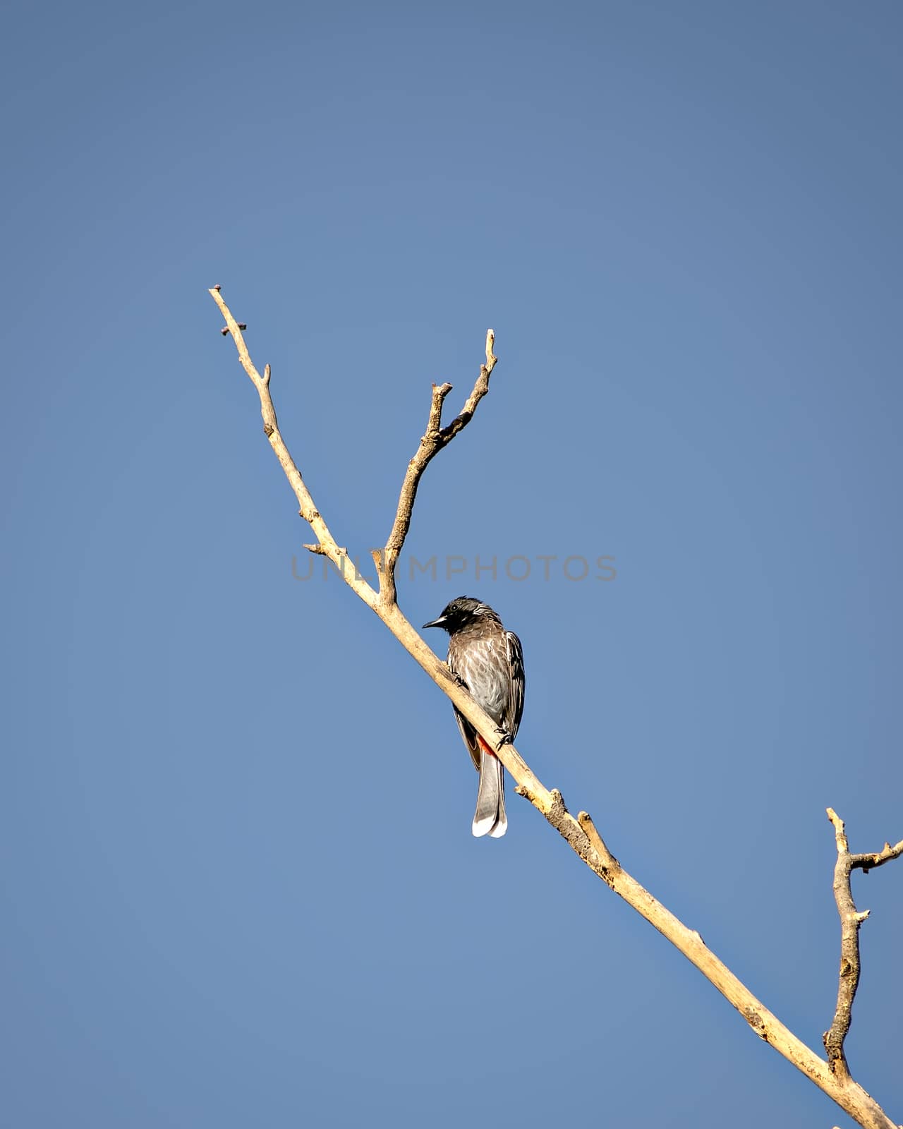 Red vented bulbul sitting on dry tree branch with clear blue sky background.