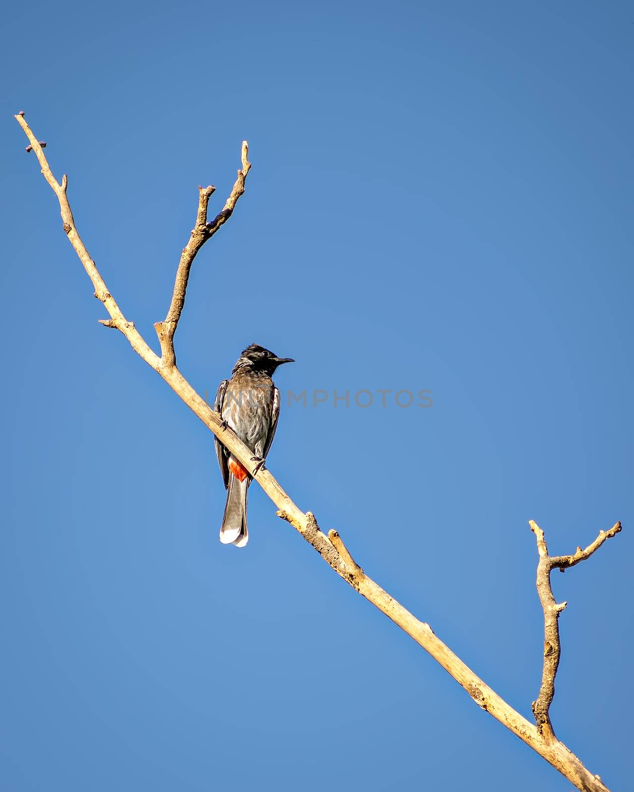 Red vented bulbul sitting on dry tree branch with clear blue sk by lalam