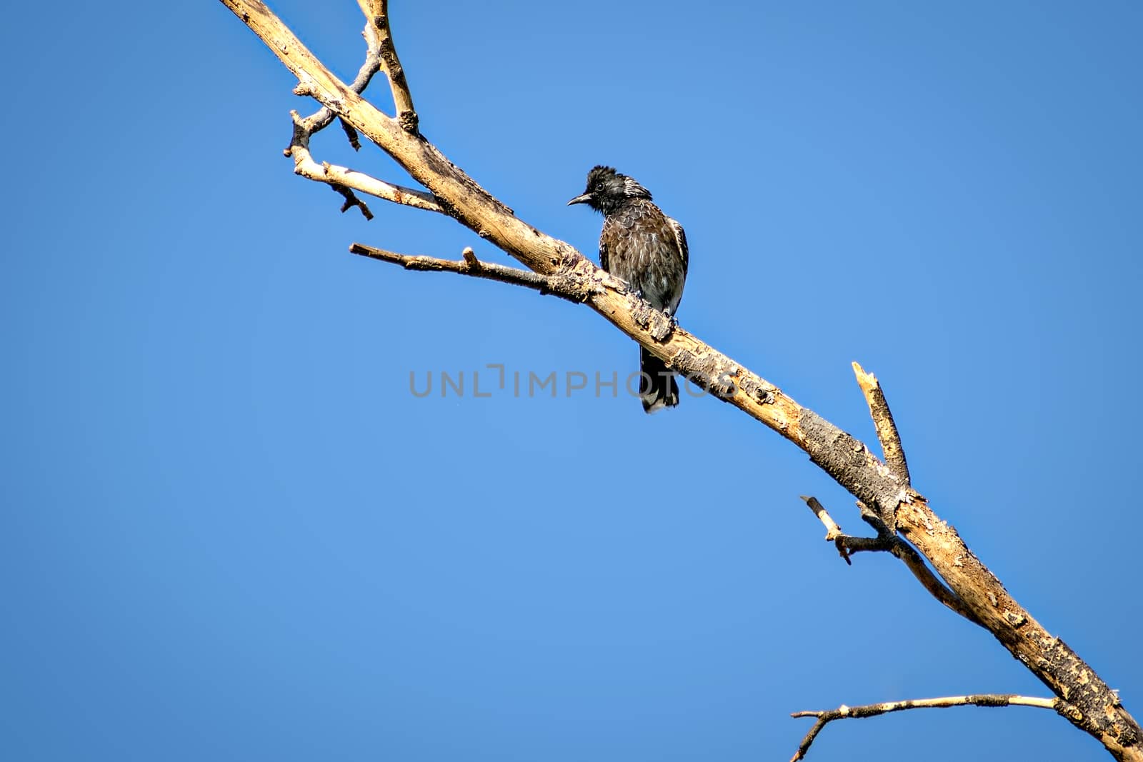 Red vented bulbul sitting on dry tree branch with clear blue sky background. by lalam