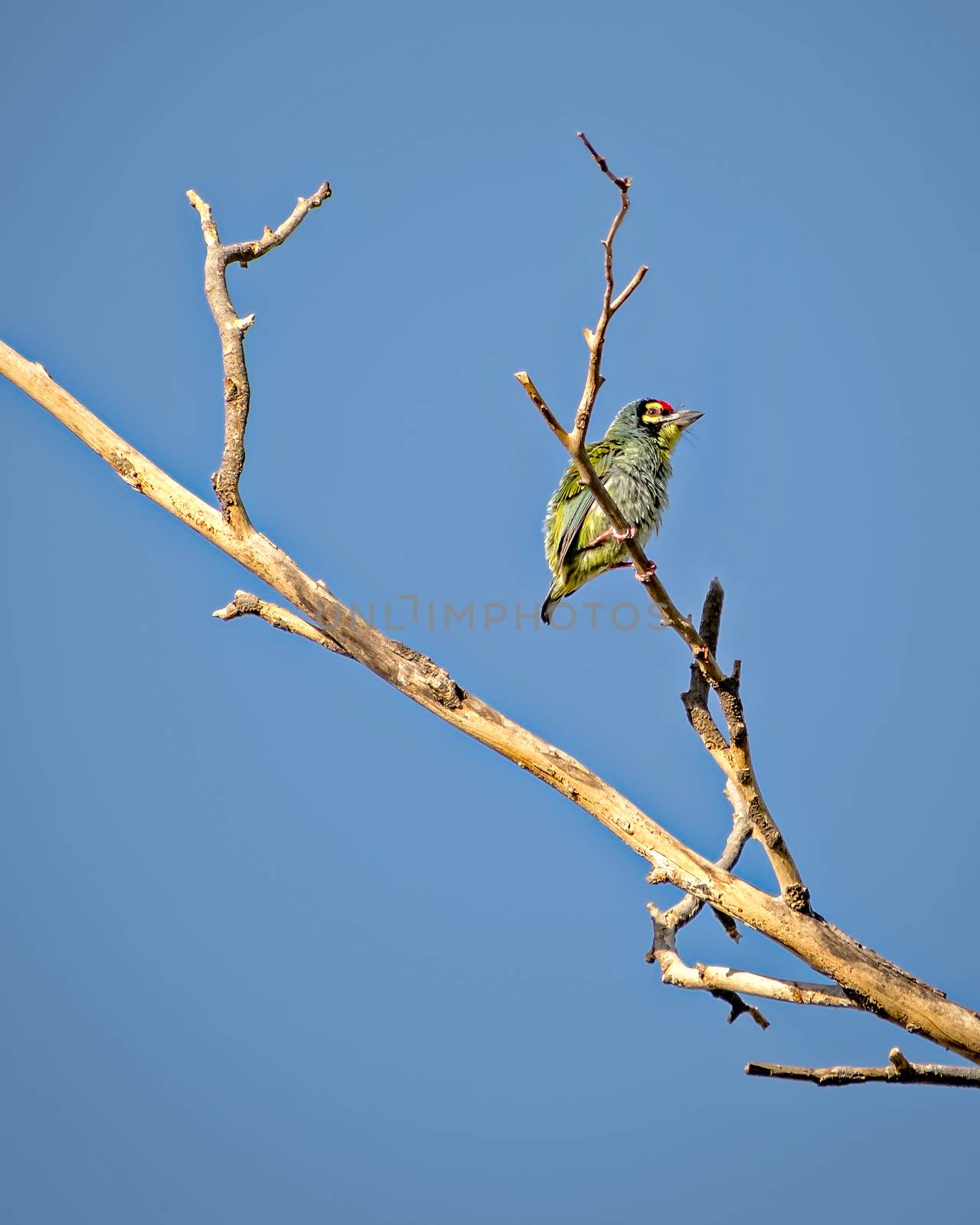Copper smith barbet bird, sitting on a dry tree branch with clear blue sky background..