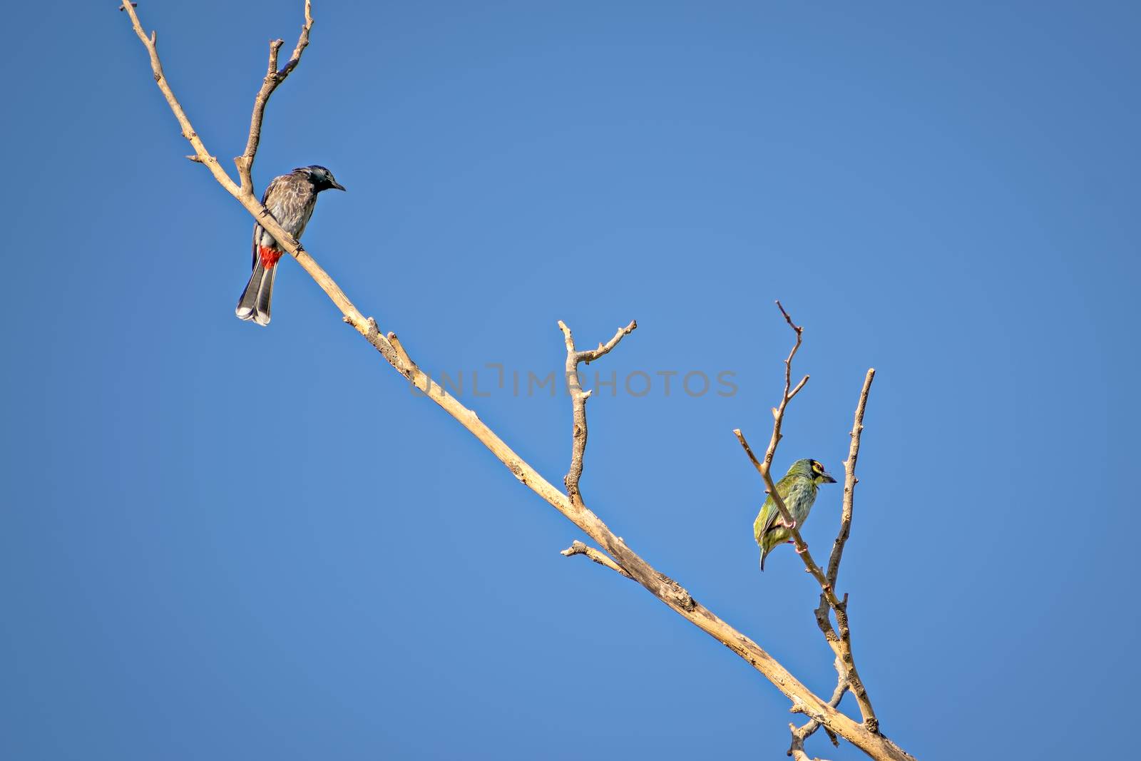 Red vented bulbul & copper smith barbet bird, sitting on a dry tree branch with clear blue sky background..