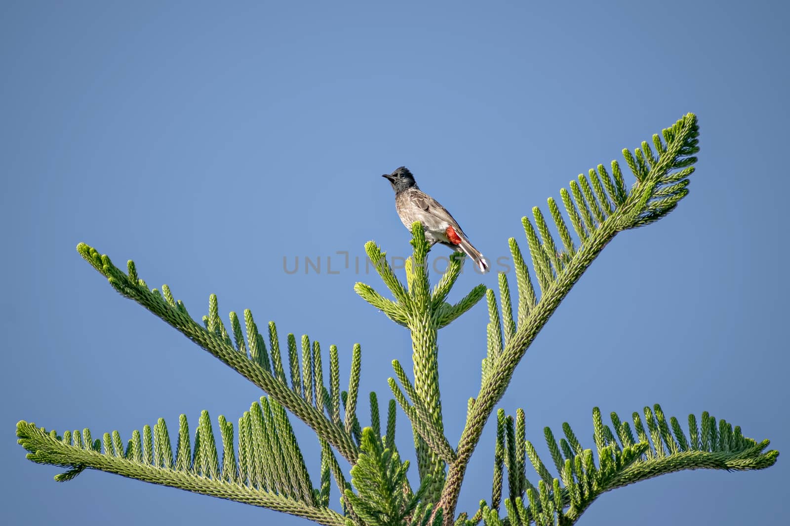 Red vented bulbul sitting on attractive Juniper tree branch leaves with clear blue sky background. by lalam
