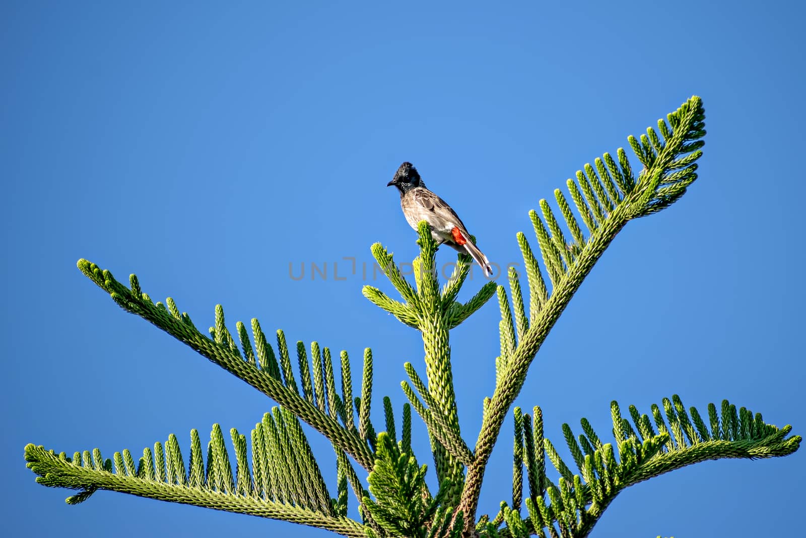 Red vented bulbul sitting on attractive Juniper tree branch leaves with clear blue sky background.