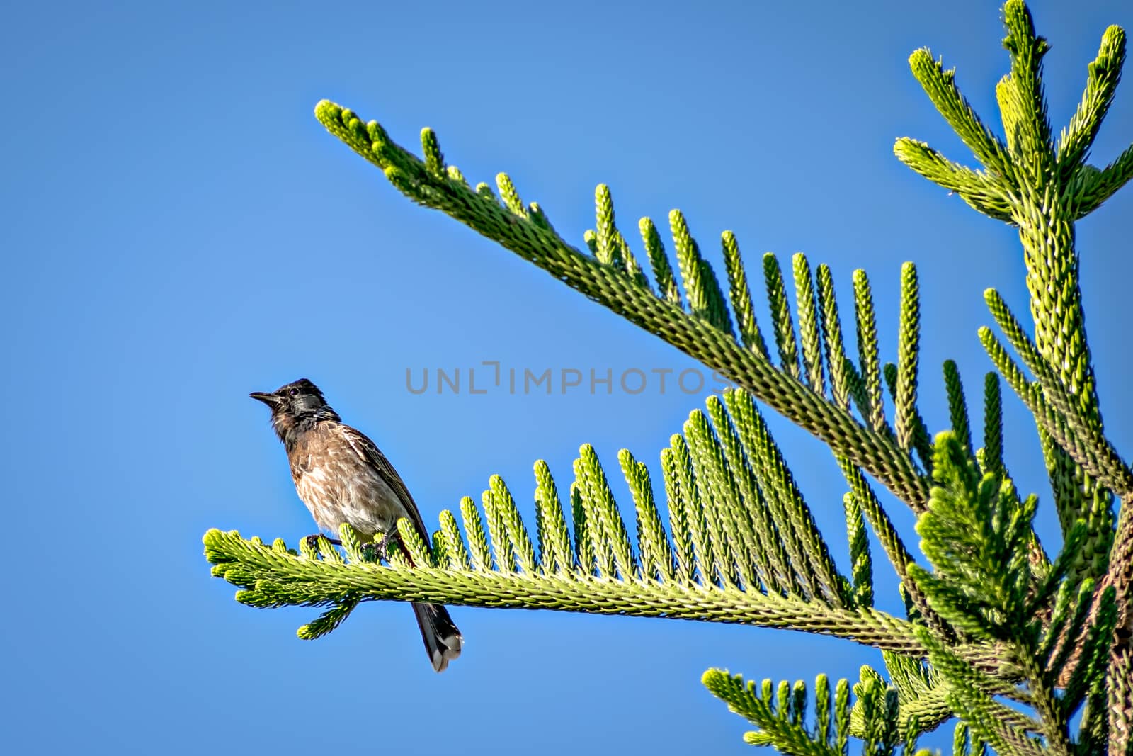 Red vented bulbul sitting on attractive Juniper tree branch leaves with clear blue sky background.