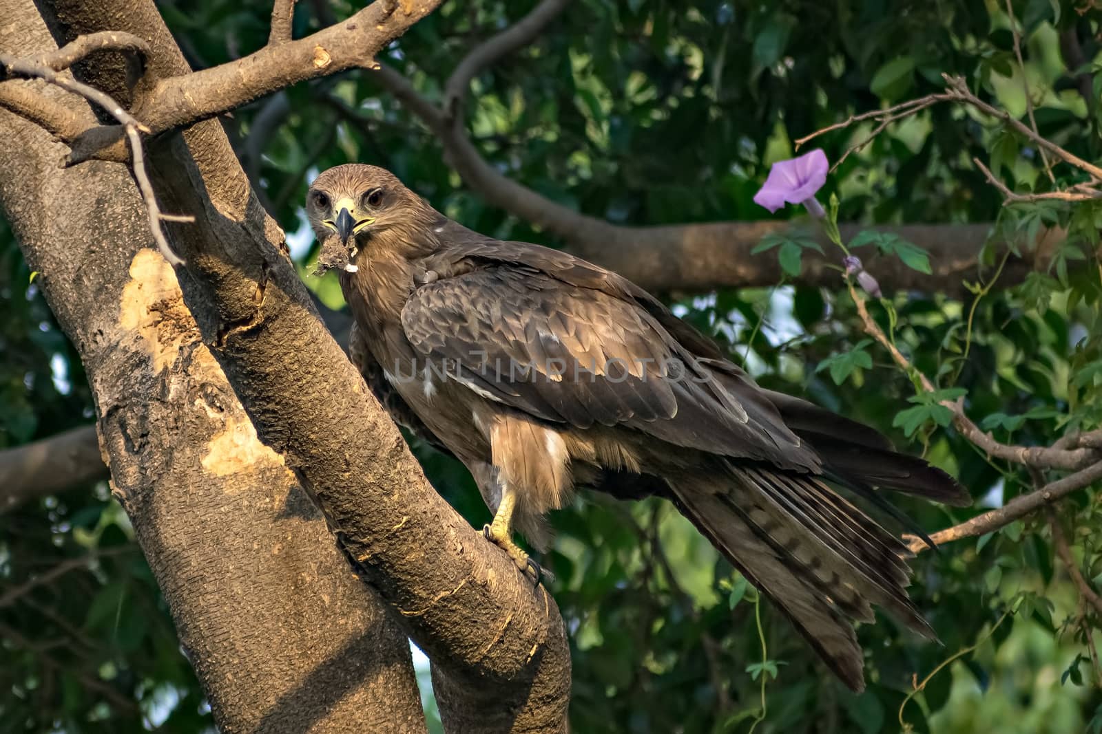 Black kite bird with food sitting in leaves on top of tree.The black kite (Milvus migrans) is a medium-sized bird of prey in the family Accipitridae, which also includes many other diurnal raptors.
