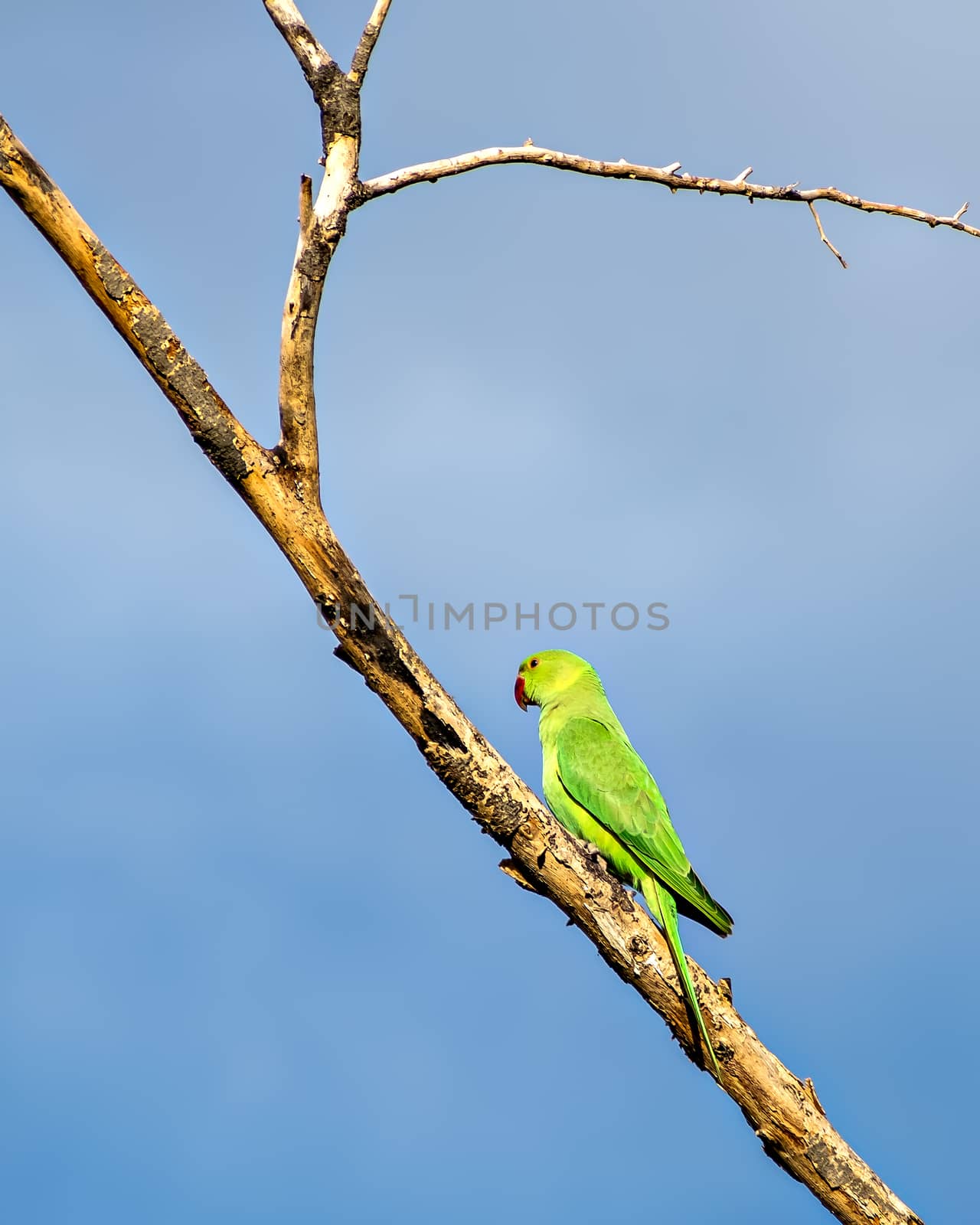 Indian ring-necked parakeet(Psittacula krameri)parrot sitting on dry tree branch. by lalam