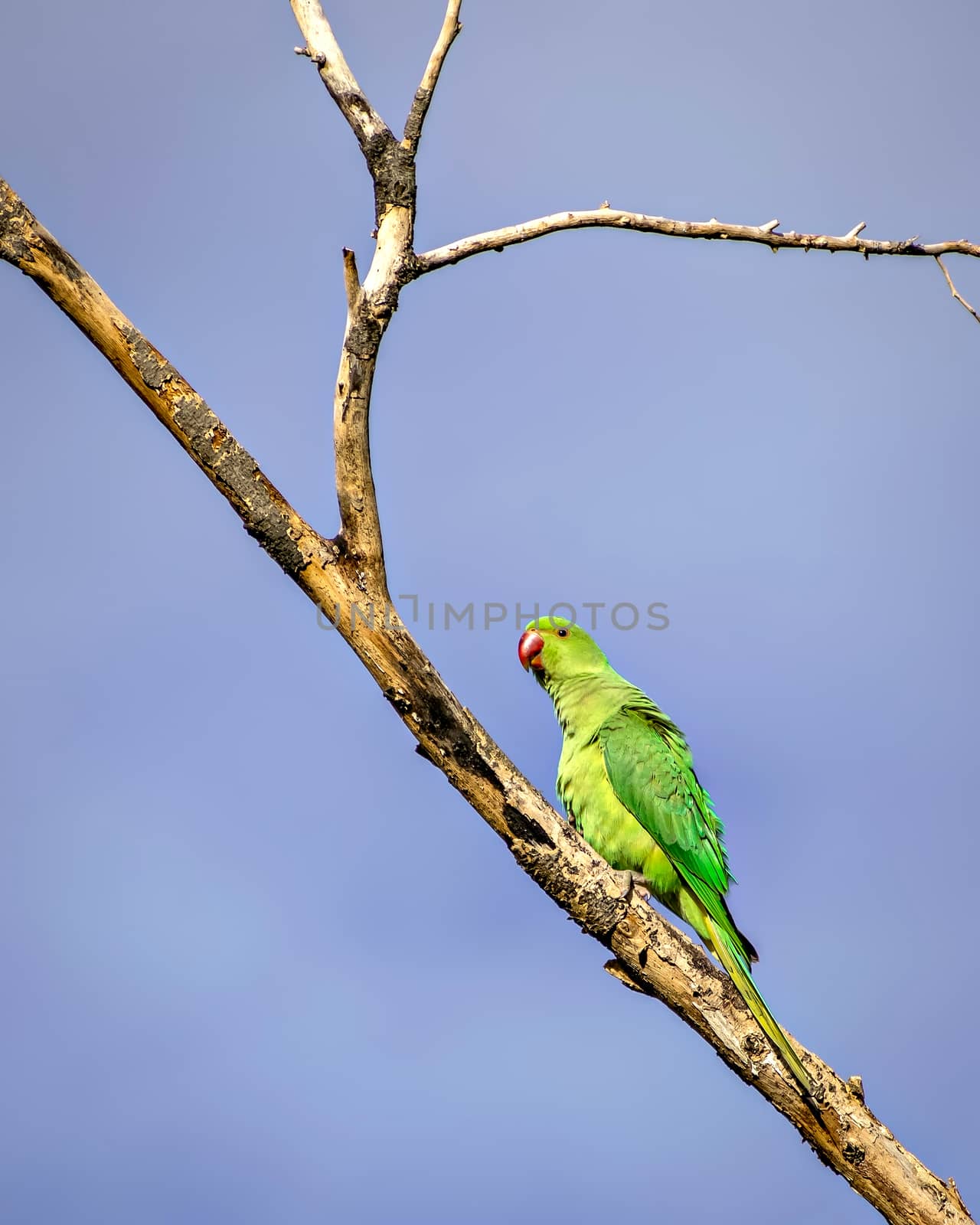 Indian ring-necked parakeet(Psittacula krameri) parrot sitting on dry tree branch. by lalam