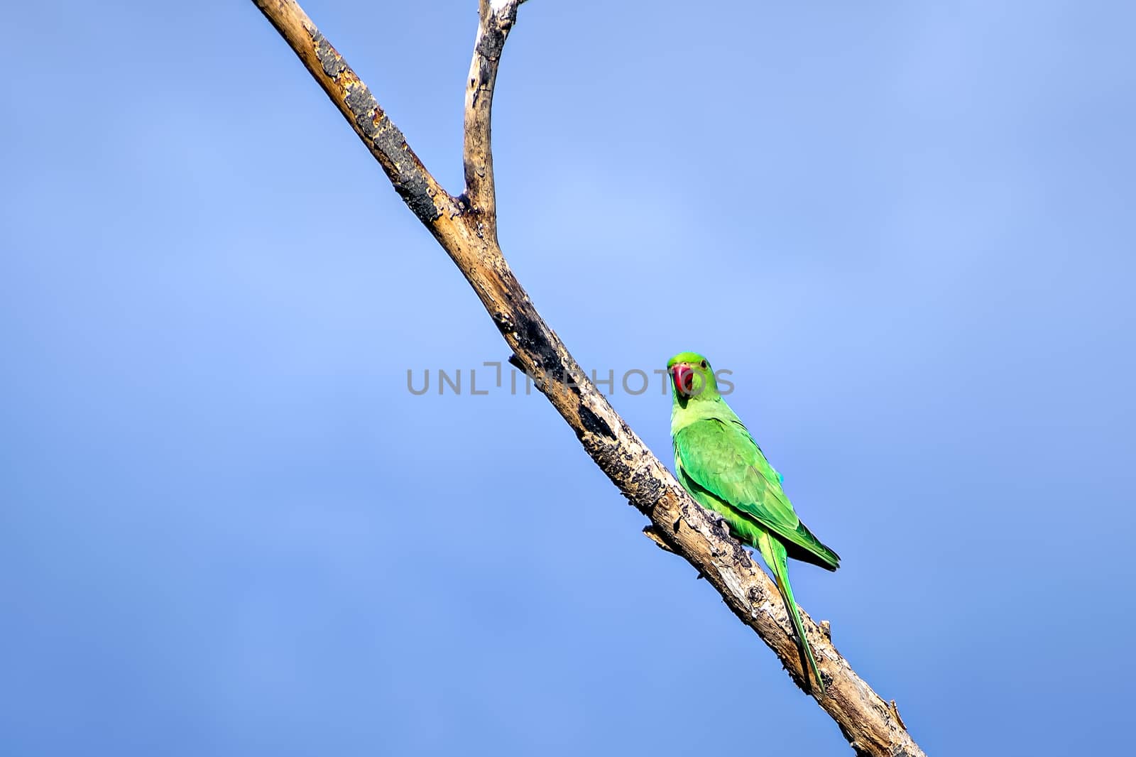 Indian ring-necked parakeet(Psittacula krameri) parrot sitting on dry tree branch with clear blue sky background.