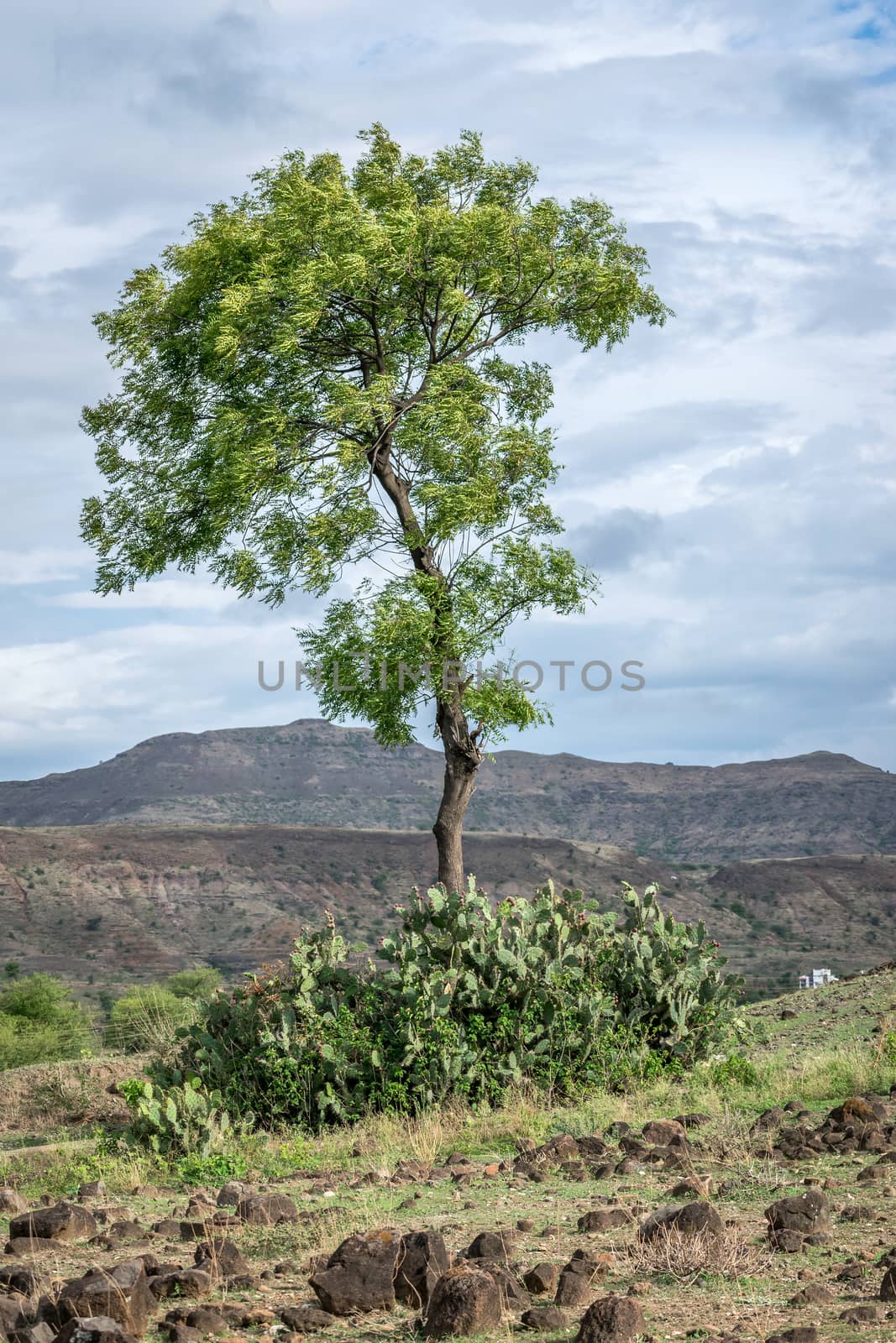 Lone Neem tree with lots of cactus trees at trunk with clear blue sky background.