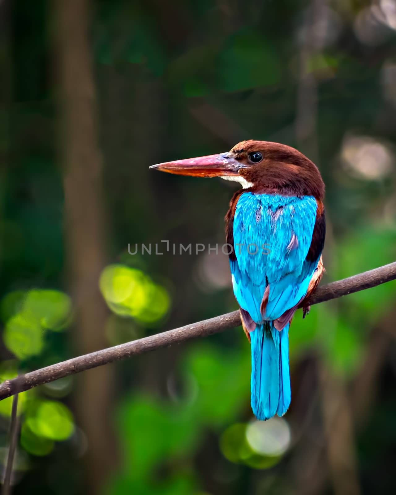 Selective focus, shallow depth of field, brightly blue colored Indian Kingfisher bird sitting on a dry branch of tree.