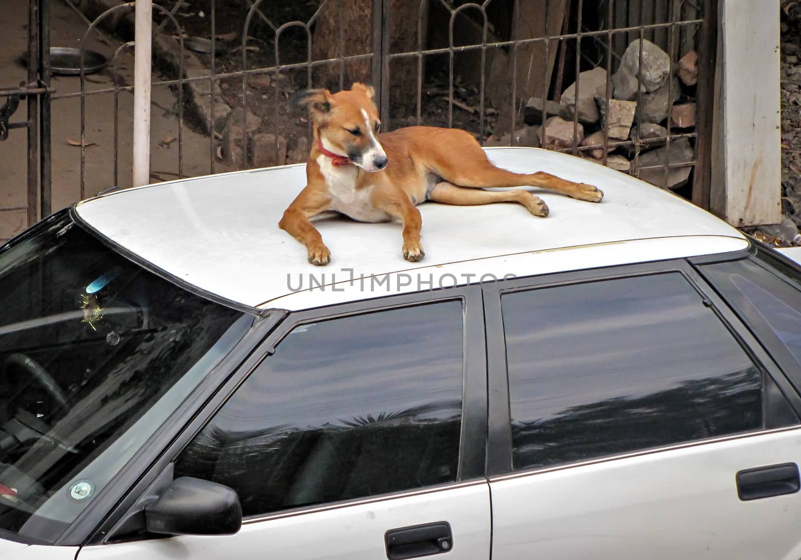 A brown street dog relaxing on the top of white car.
