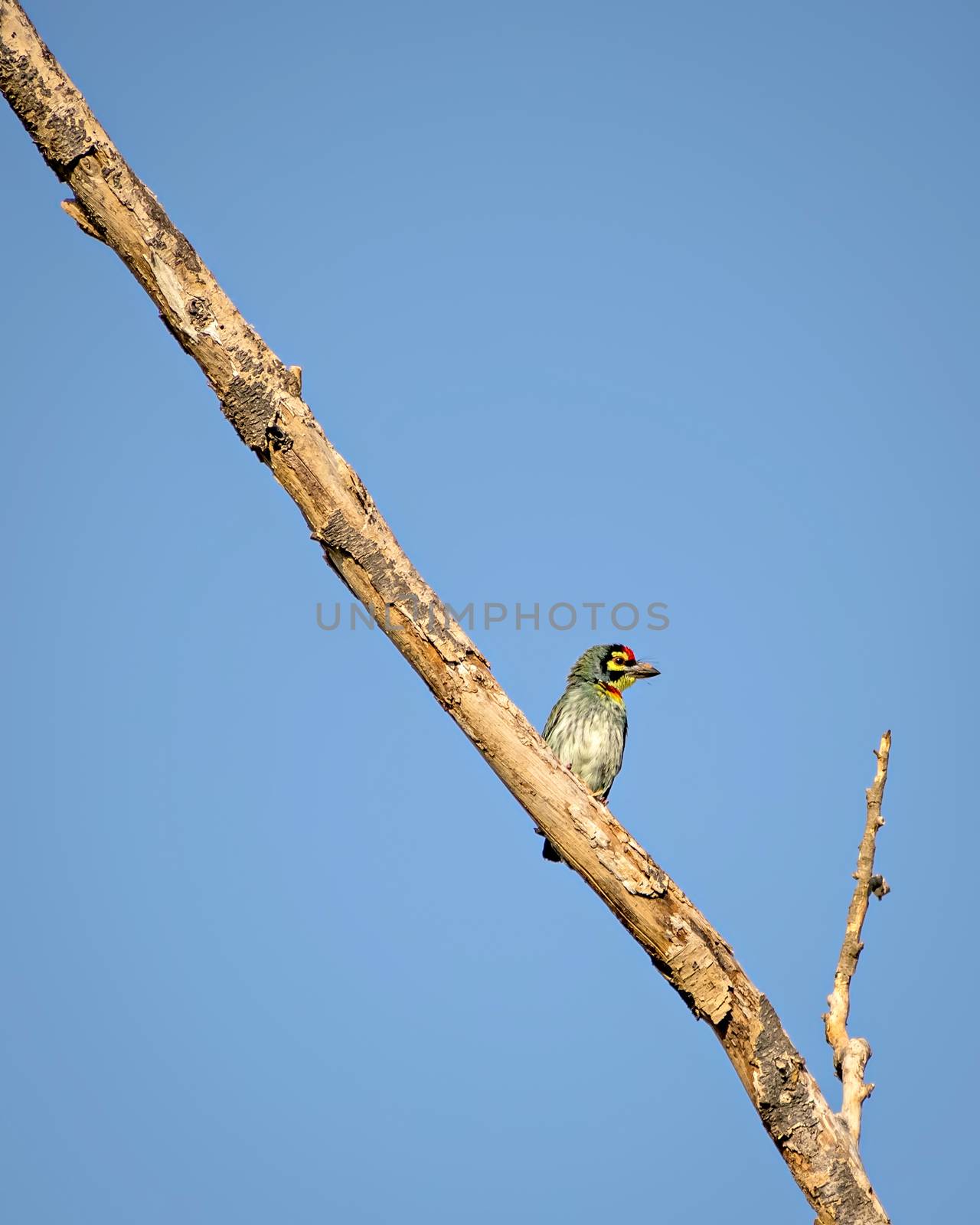 Isolated image of copper smith barbet bird, sitting on a dry tree branch. by lalam
