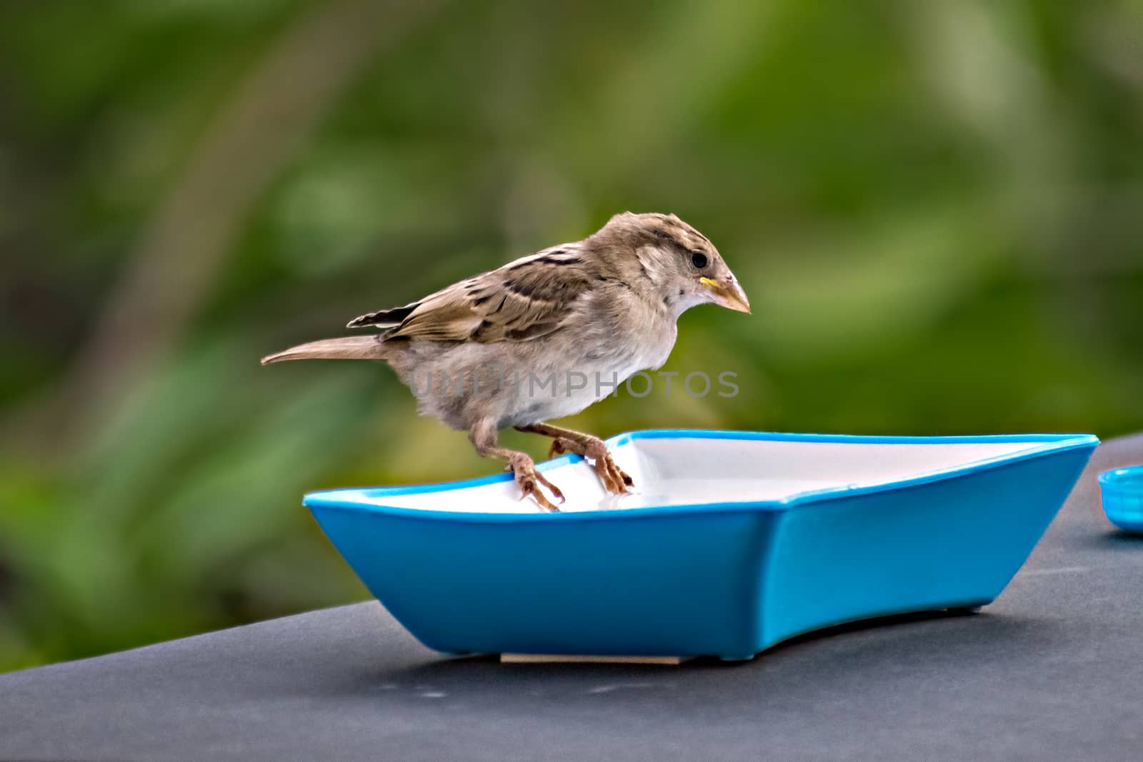 Selective focus, shallow depth of field, isolated image of a female sparrow on water bowl on wall with clear green background.