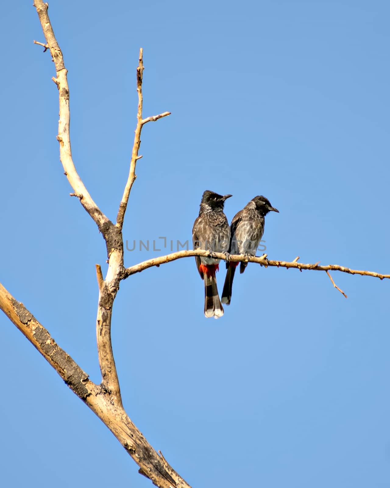 Two Red vented bulbul sitting side by side on dry tree branch with clear blue sky background.