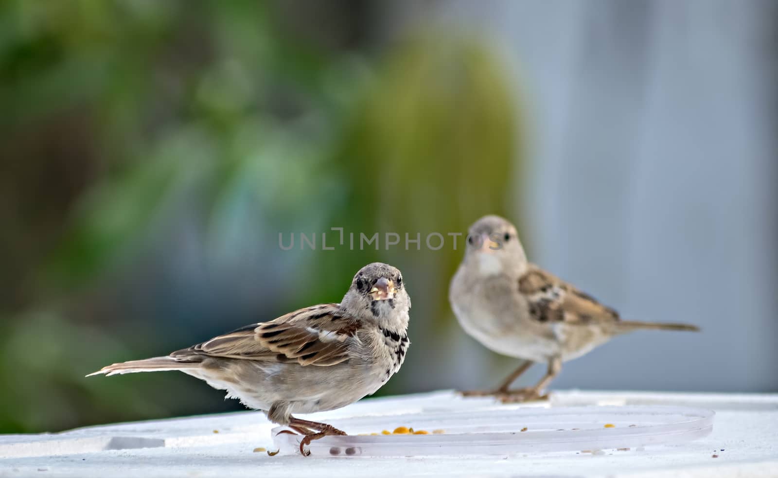Isolated image of two female sparrows on wall with clear green background. by lalam