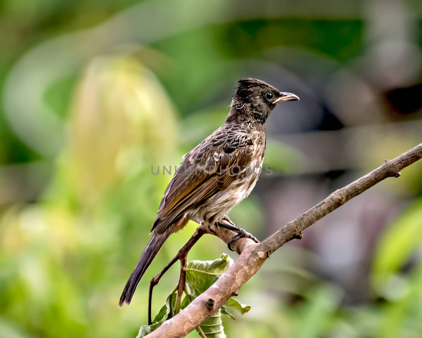 Selective focus, shallow depth of field, isolated, close up image of red vented bulbul sitting on dry tree branch with clear green background.