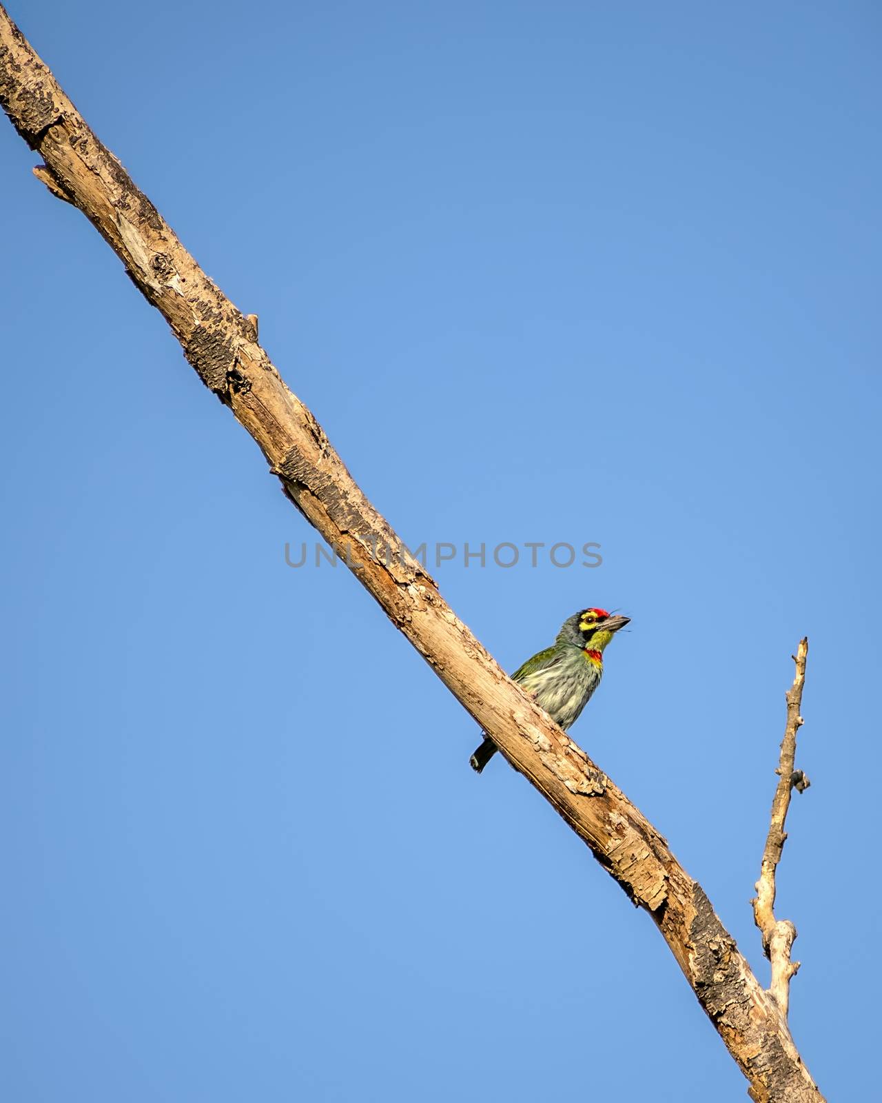 Isolated image of copper smith barbet bird, sitting on a dry tree branch . by lalam