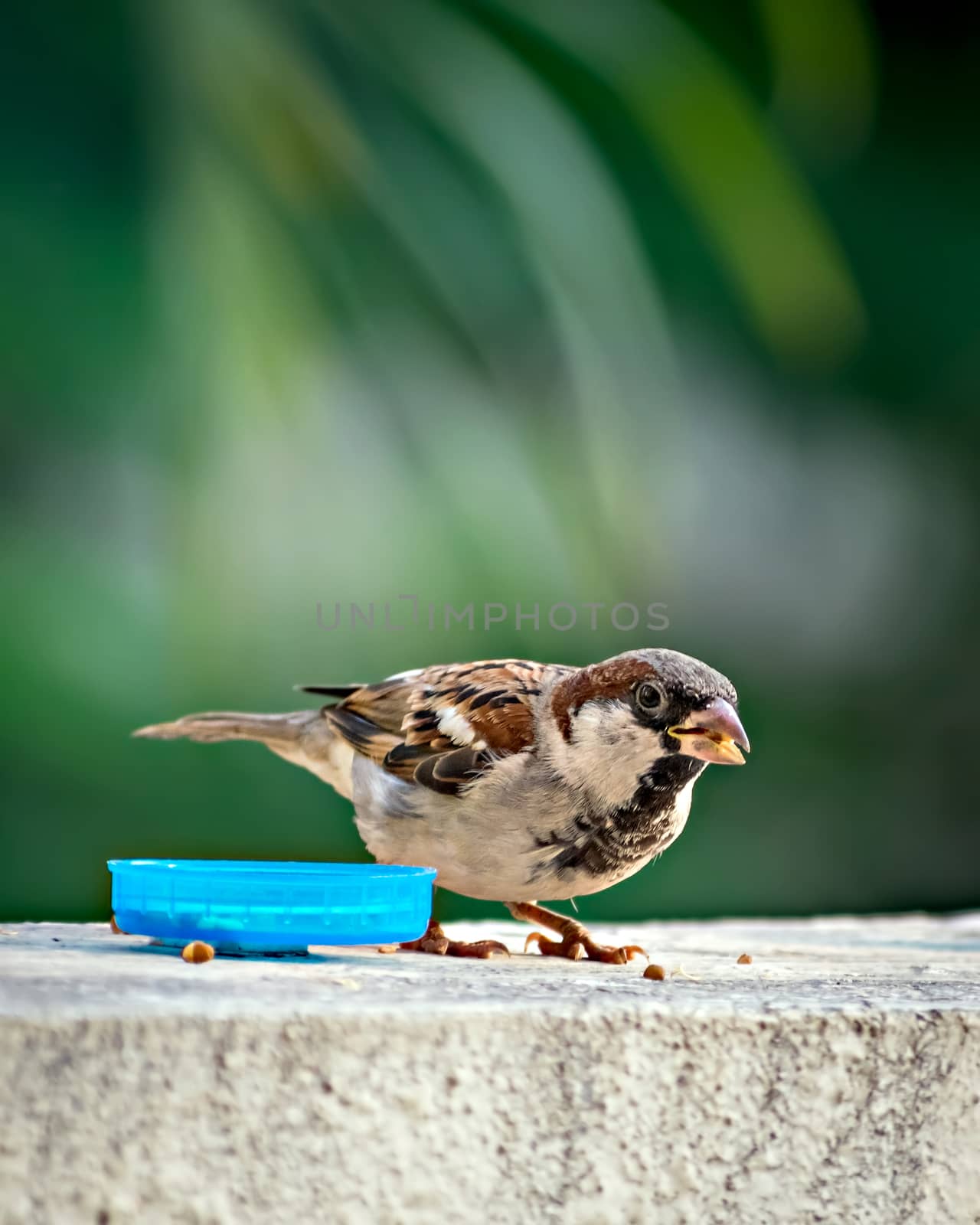 Selective focus, shallow depth of field, isolated image of a male sparrow eating on wall with clear green background.