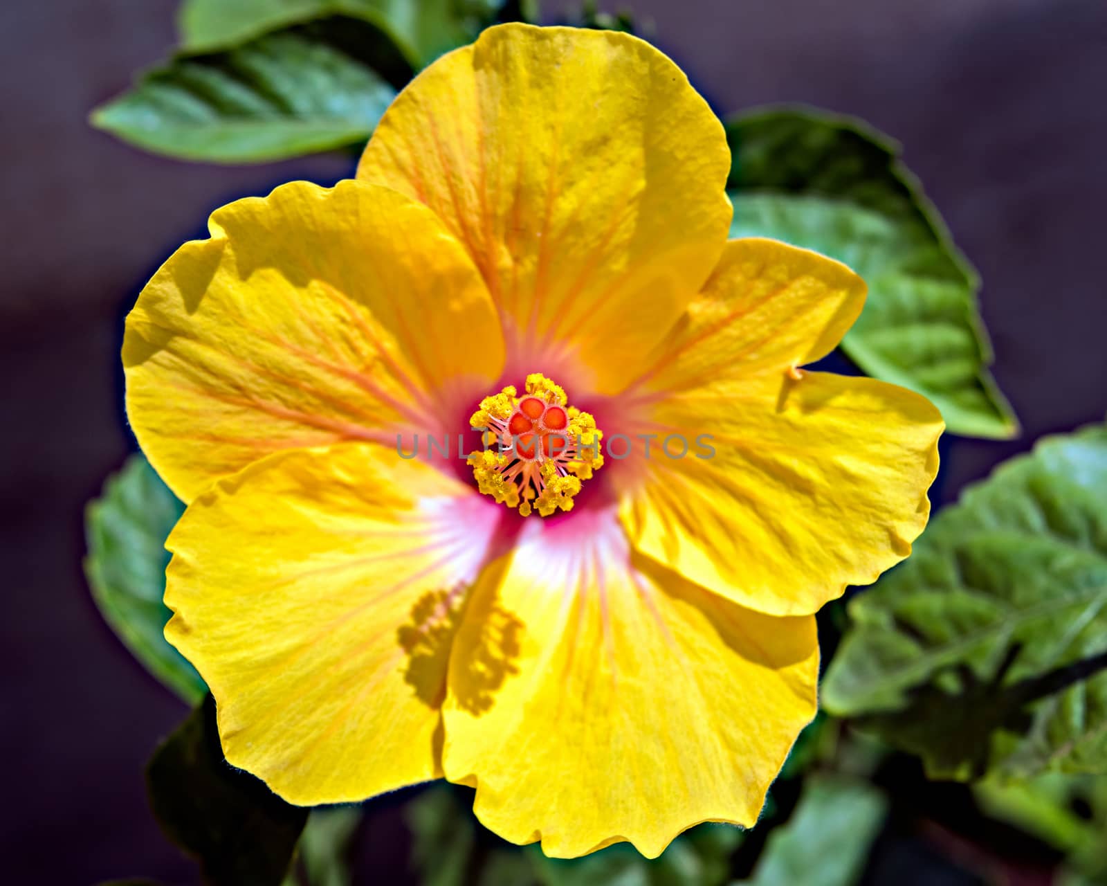 Isolated, Close-up image of Pollen grains on Stigma of a yellow Hibiscus flower. by lalam