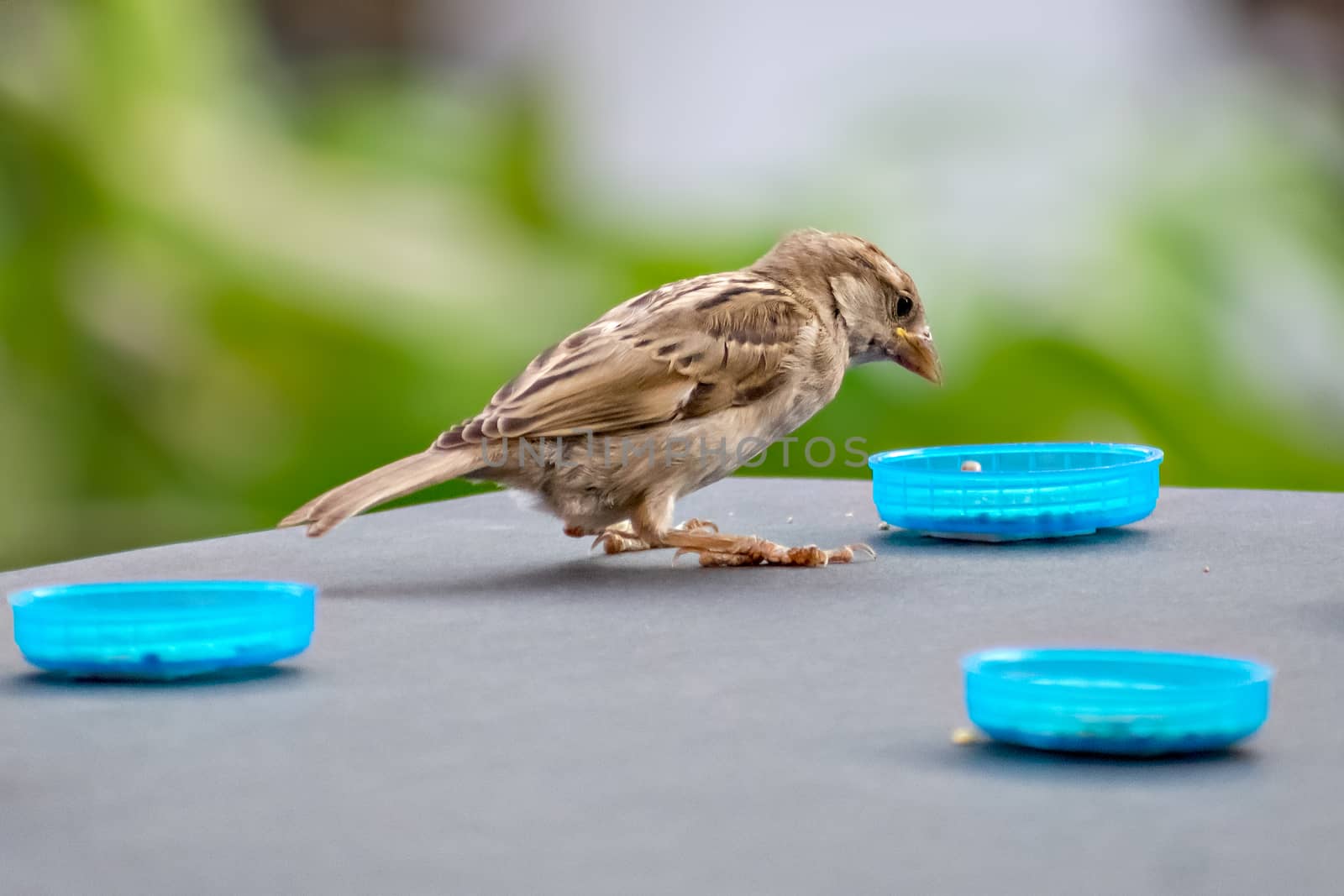 Selective focus, shallow depth of field, isolated image of a female sparrow on wall eating food with clear green background.