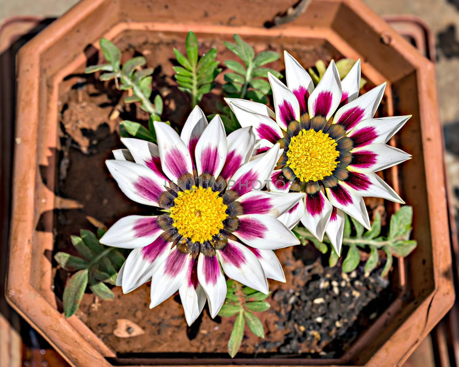 Isolated, close-up image of two white and pink Gazania flower in a squarish pot with yellow center.