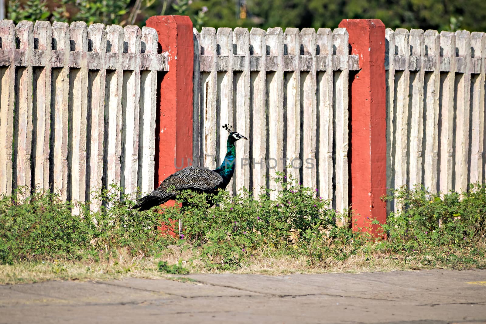 Beautiful Indian peacock bird roaming freely on the railway station platform. by lalam
