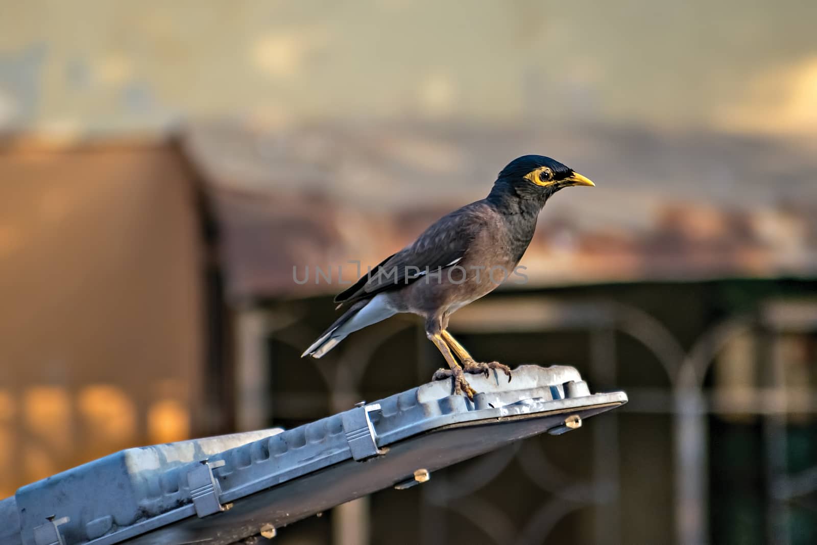 Common Myna bird sitting on a street light on road. by lalam