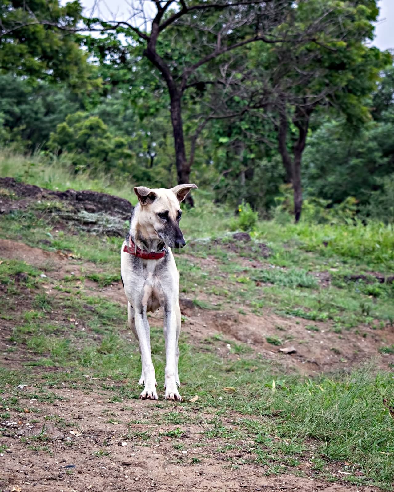 A brown and white female dog, standing straight on hill. by lalam