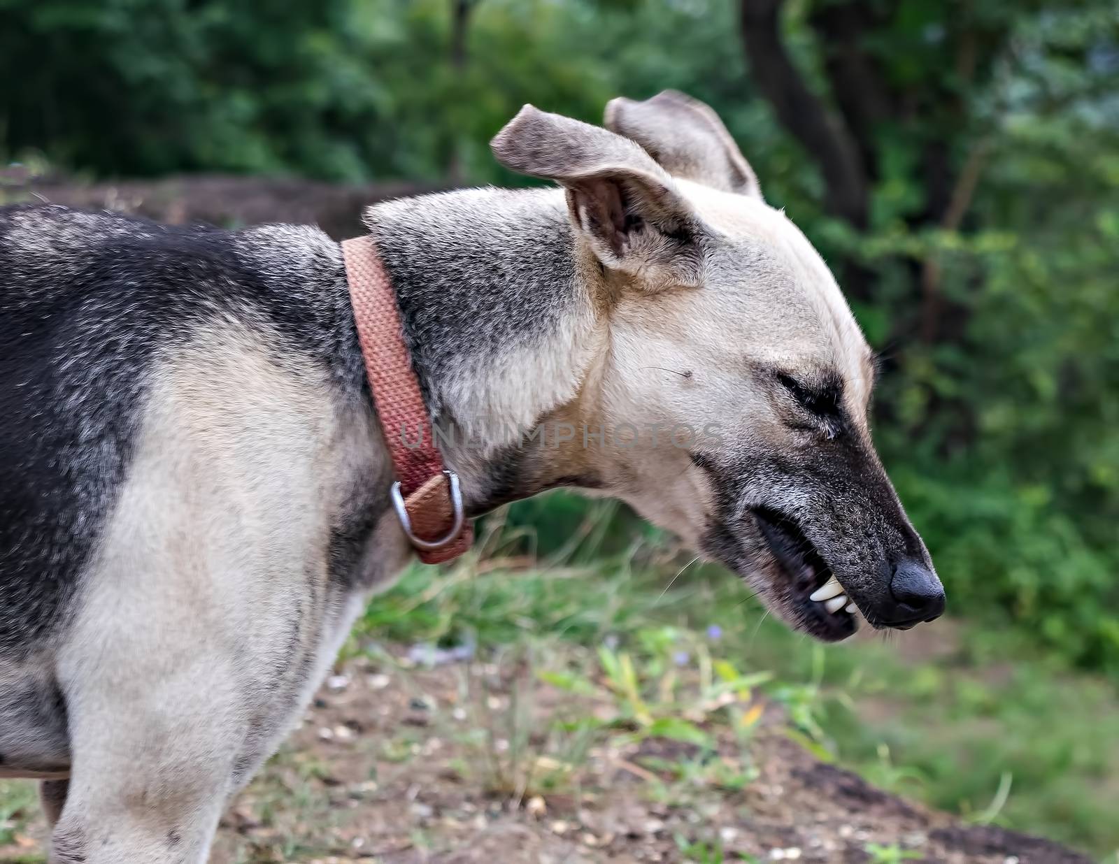 Selective focus, shallow depth of field , Close up of angry face showing teeth of a brown, grey and black dog standing on hill with green trees background.