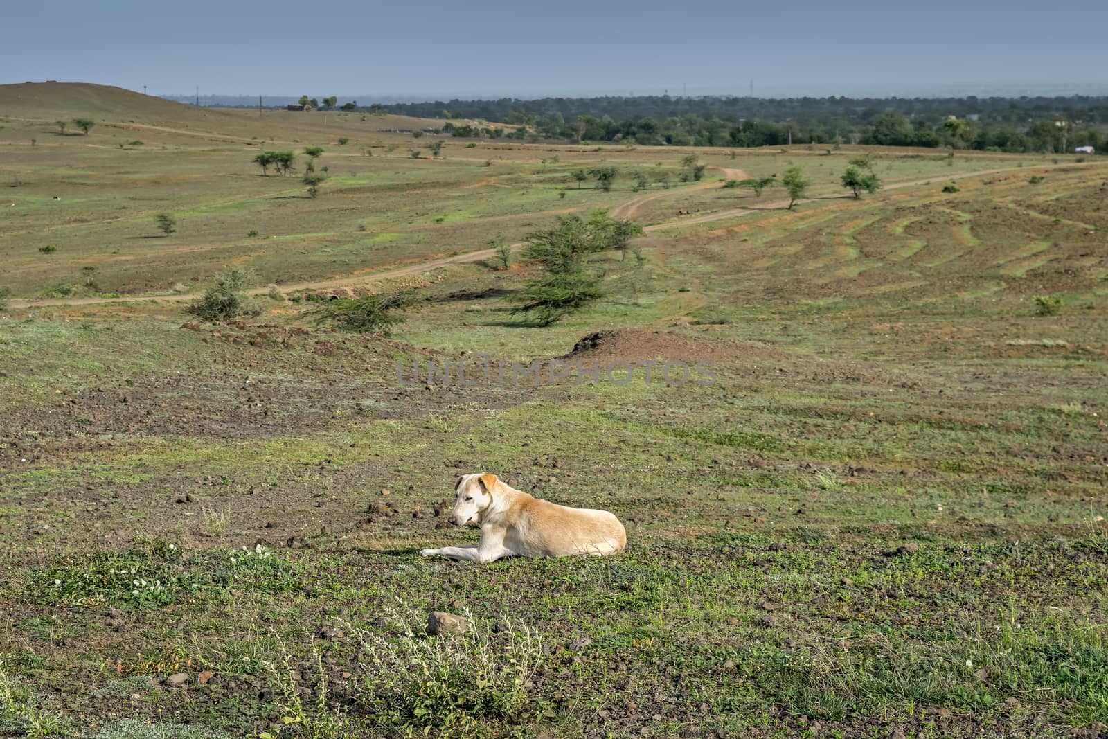 A white dog sitting alone relaxing on a hill at Dhavalgad fort. by lalam