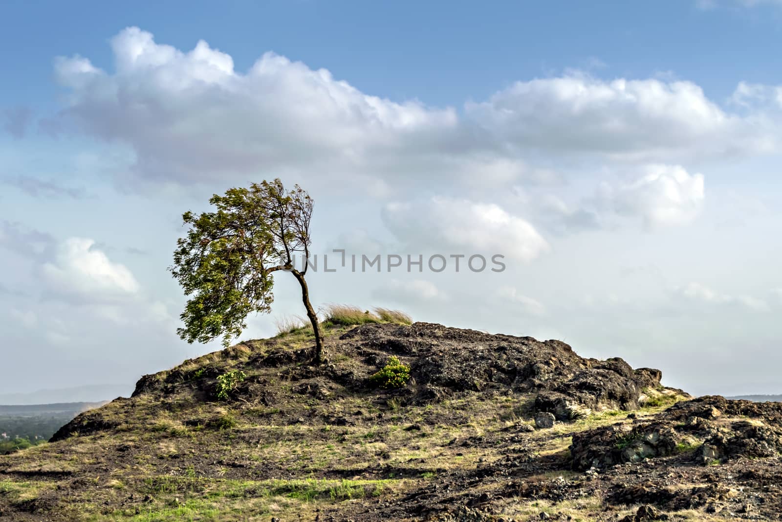 Lone Neem tree bent due to high wind velocity on top of Dhavalgad fort , Purandar, near Pune, Maharashtra,India.