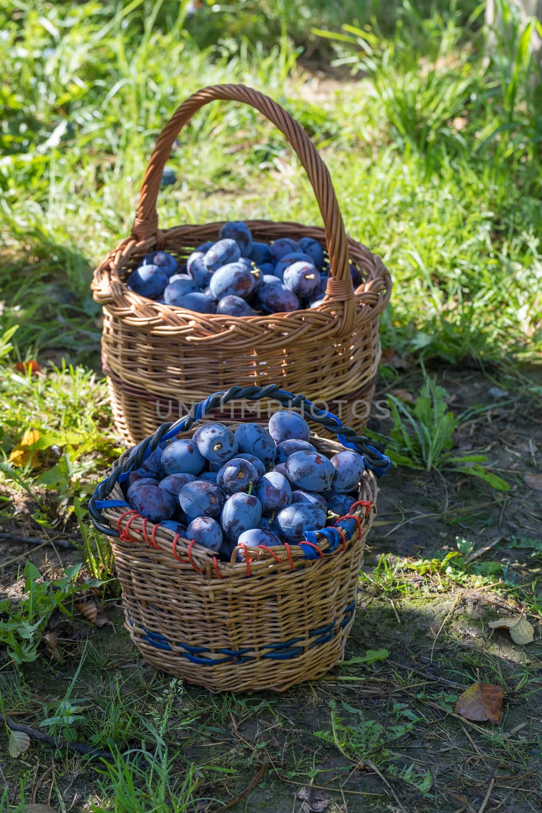 Freshly torn plums in the basket by artush