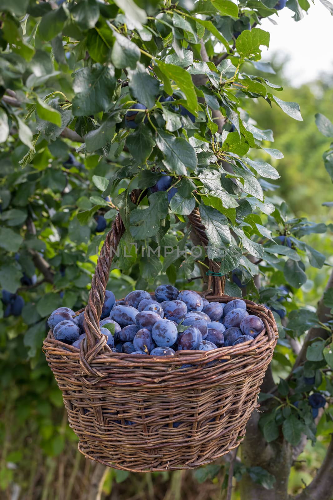 Plum harvest. Freshly torn plums in the basket on the green grass. Europe, Czech republic