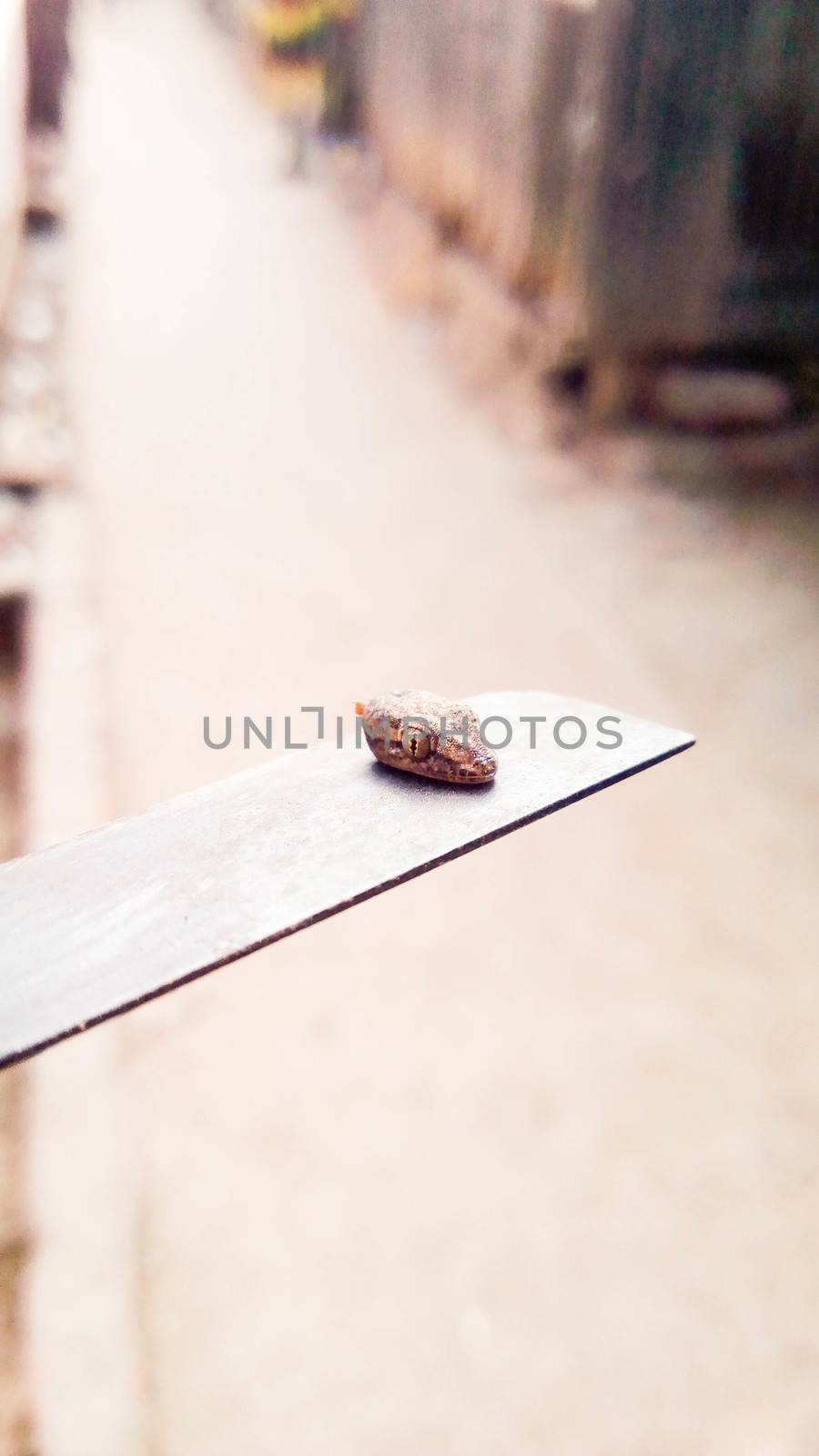 lizard head on iron bar by jahidul2358