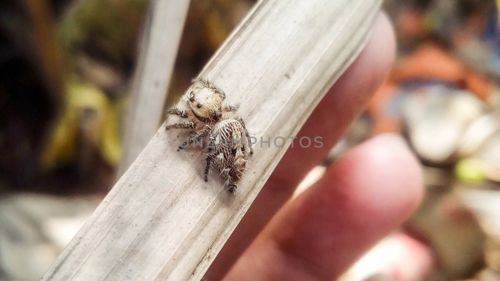 looking beautiful spider on hand with a leaf by jahidul2358