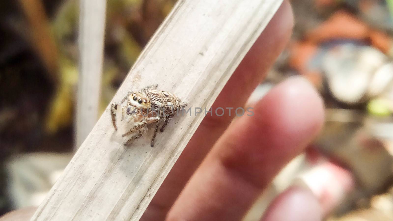 looking beautiful spider on hand with a leaf by jahidul2358