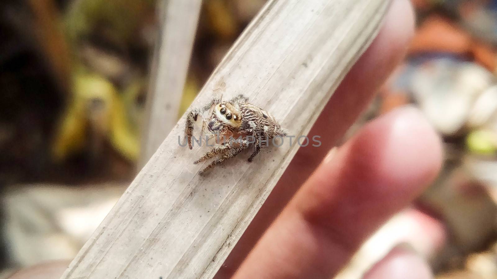 looking beautiful spider on hand with a leaf by jahidul2358