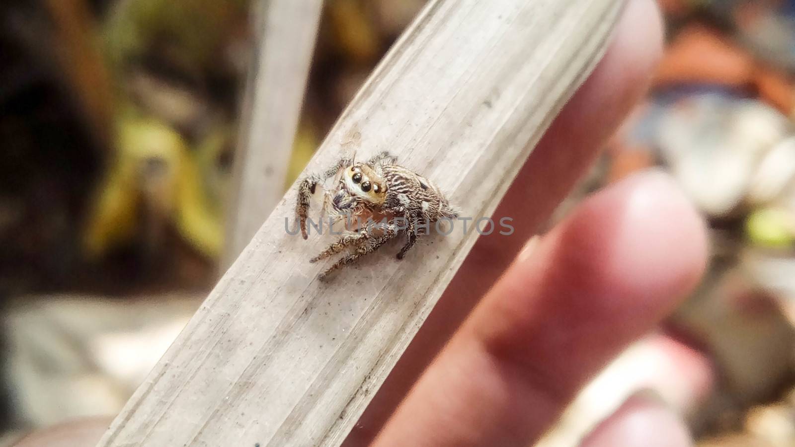 looking beautiful spider on hand