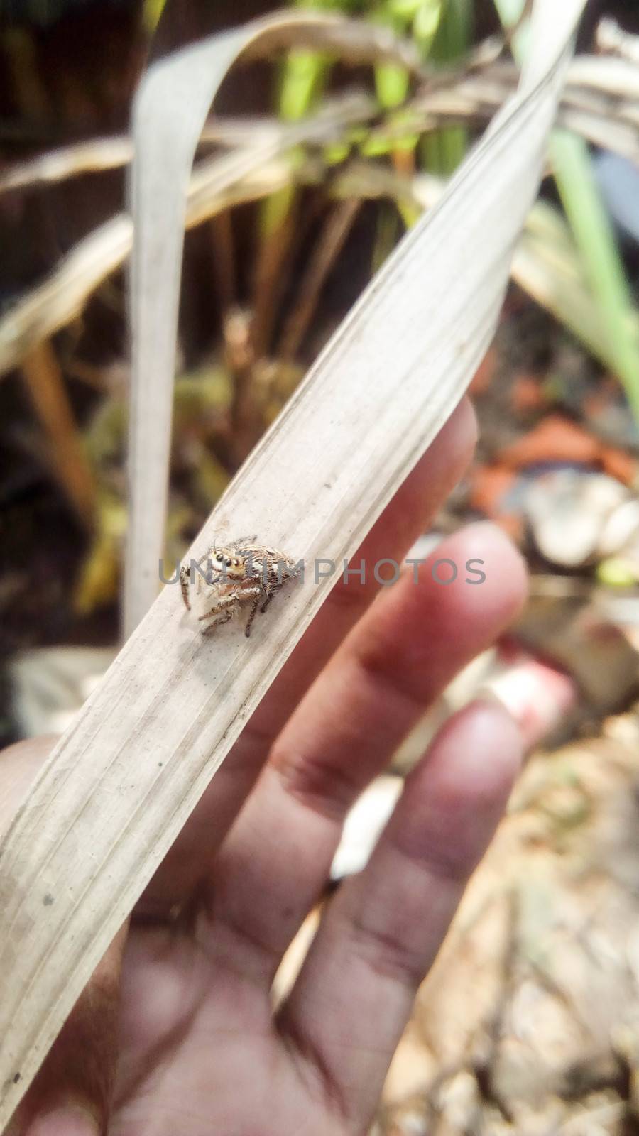 looking beautiful spider on hand with a leaf by jahidul2358