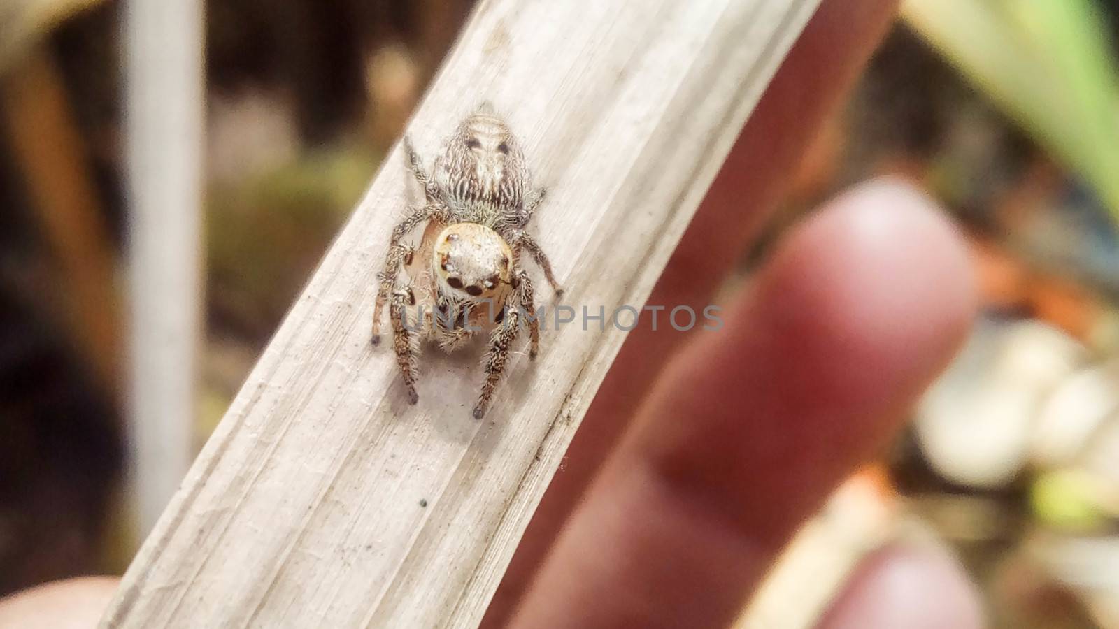 looking beautiful spider on hand with a leaf by jahidul2358