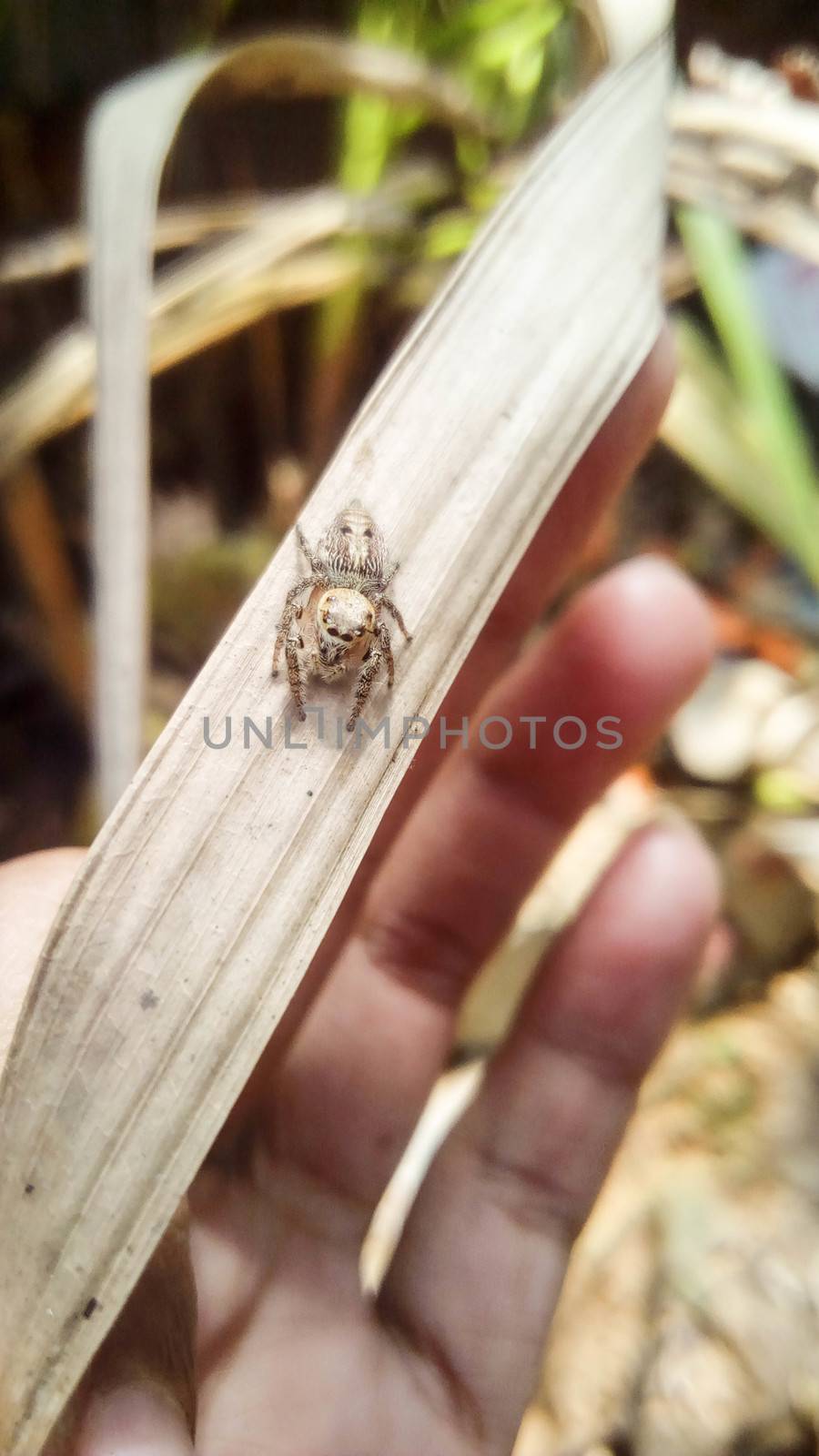 looking beautiful spider on hand with a leaf by jahidul2358
