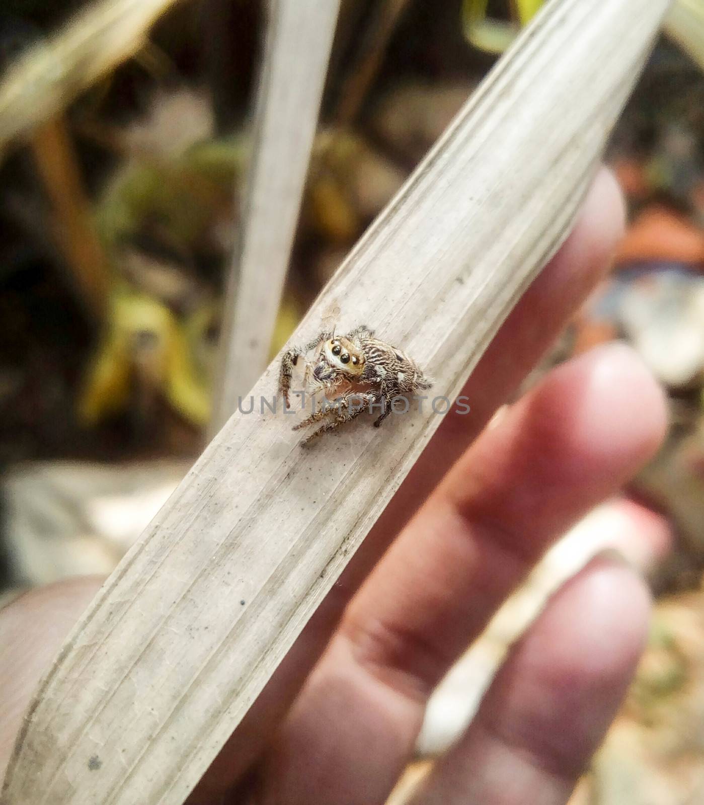 looking beautiful spider on hand with a leaf by jahidul2358