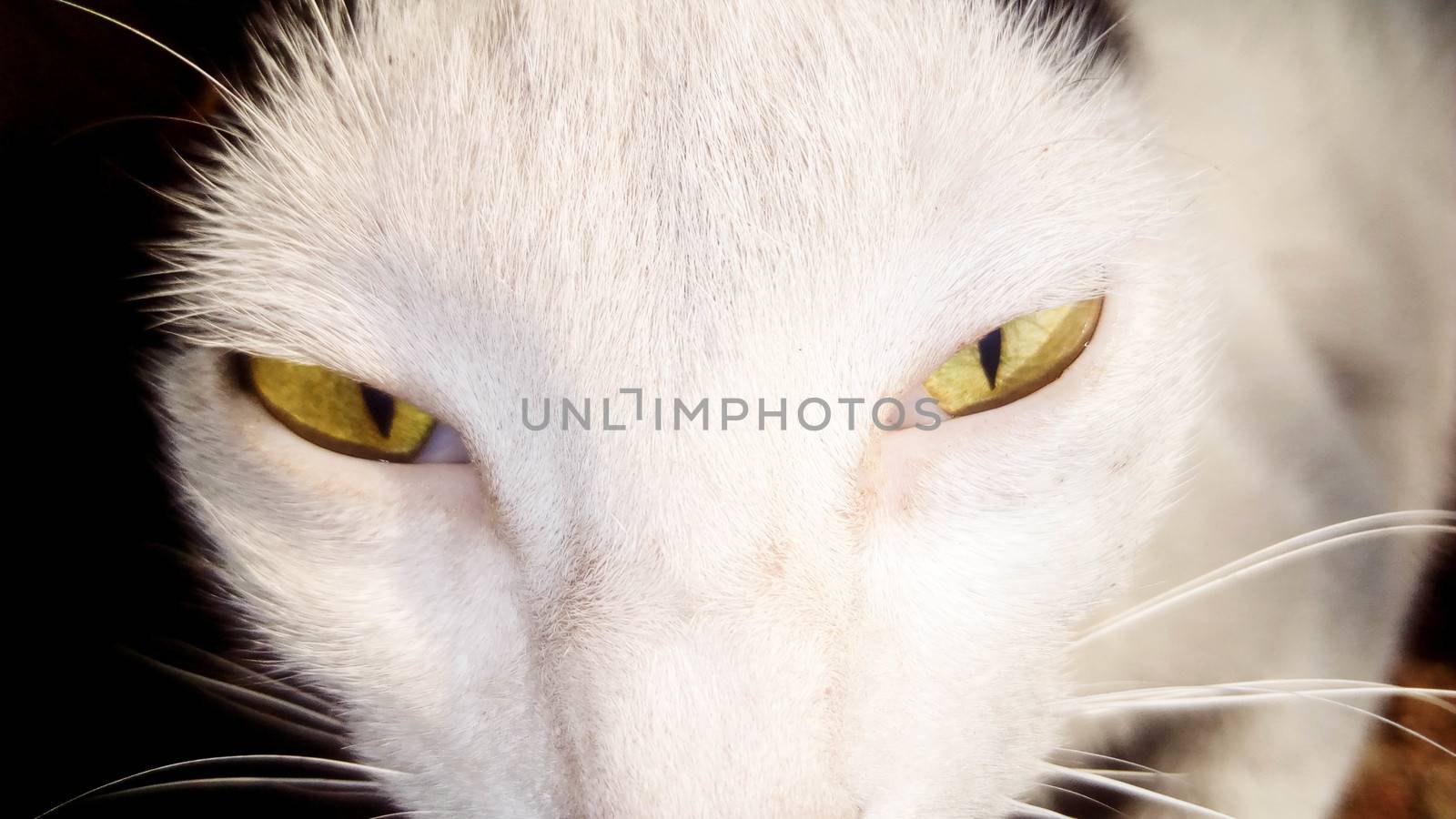 black and white cat face with eye by jahidul2358