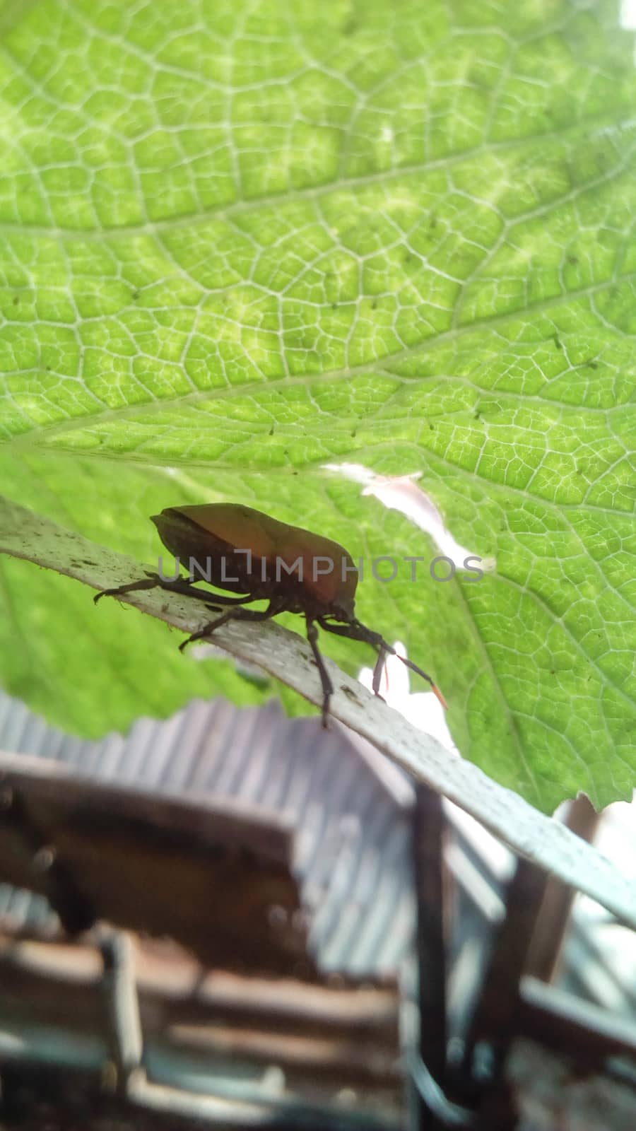 brouwn bug on a green leaf by jahidul2358