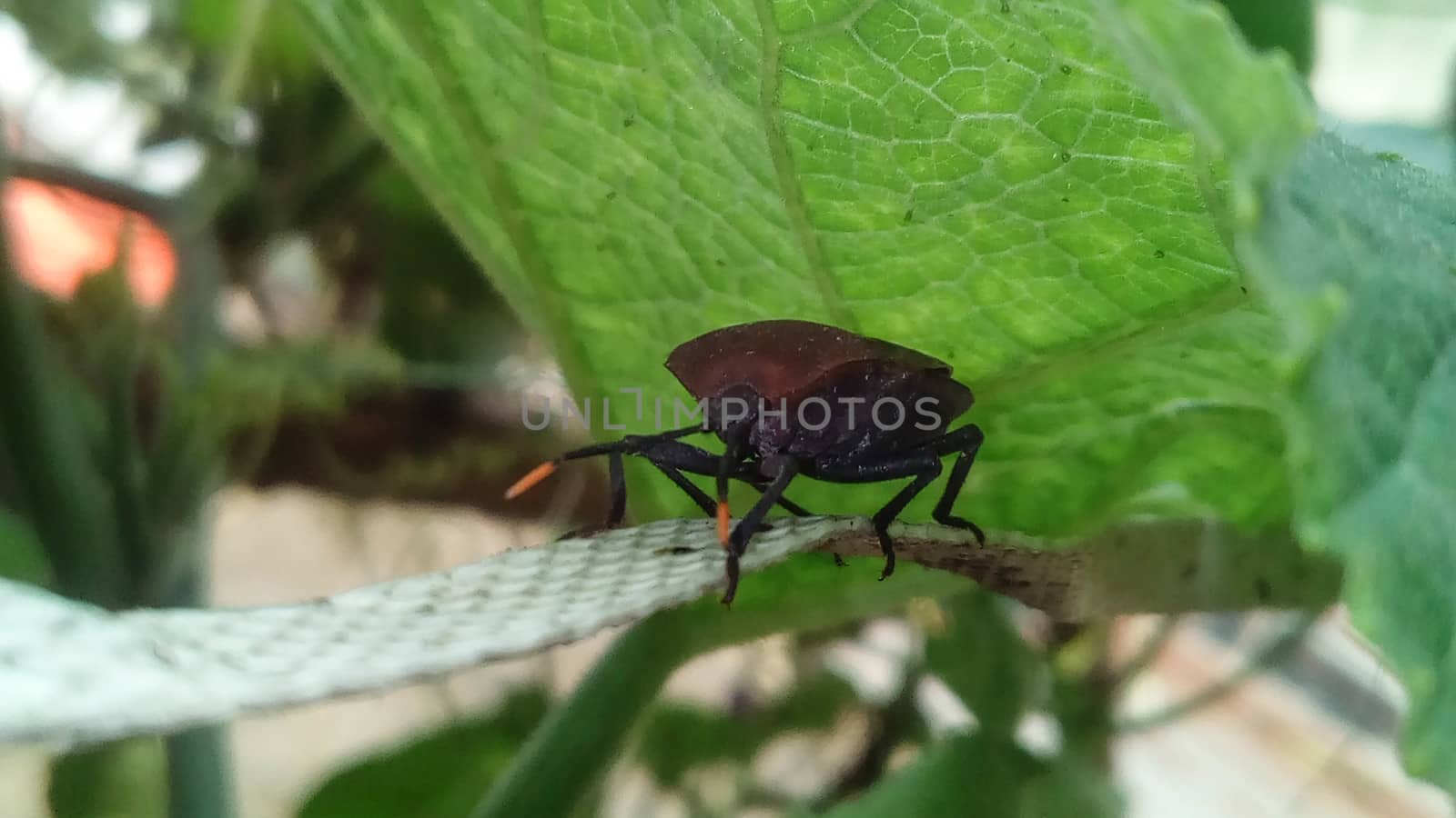 brouwn bug on a green leaf by jahidul2358