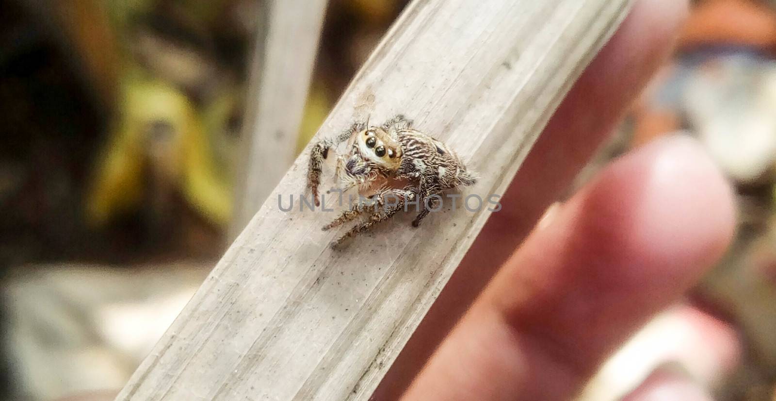 looking beautiful spider on hand with a leaf by jahidul2358